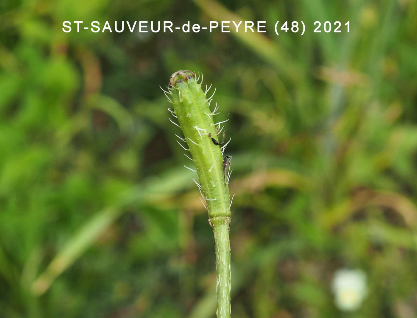 Poppy, Long-headed Prickly fruit